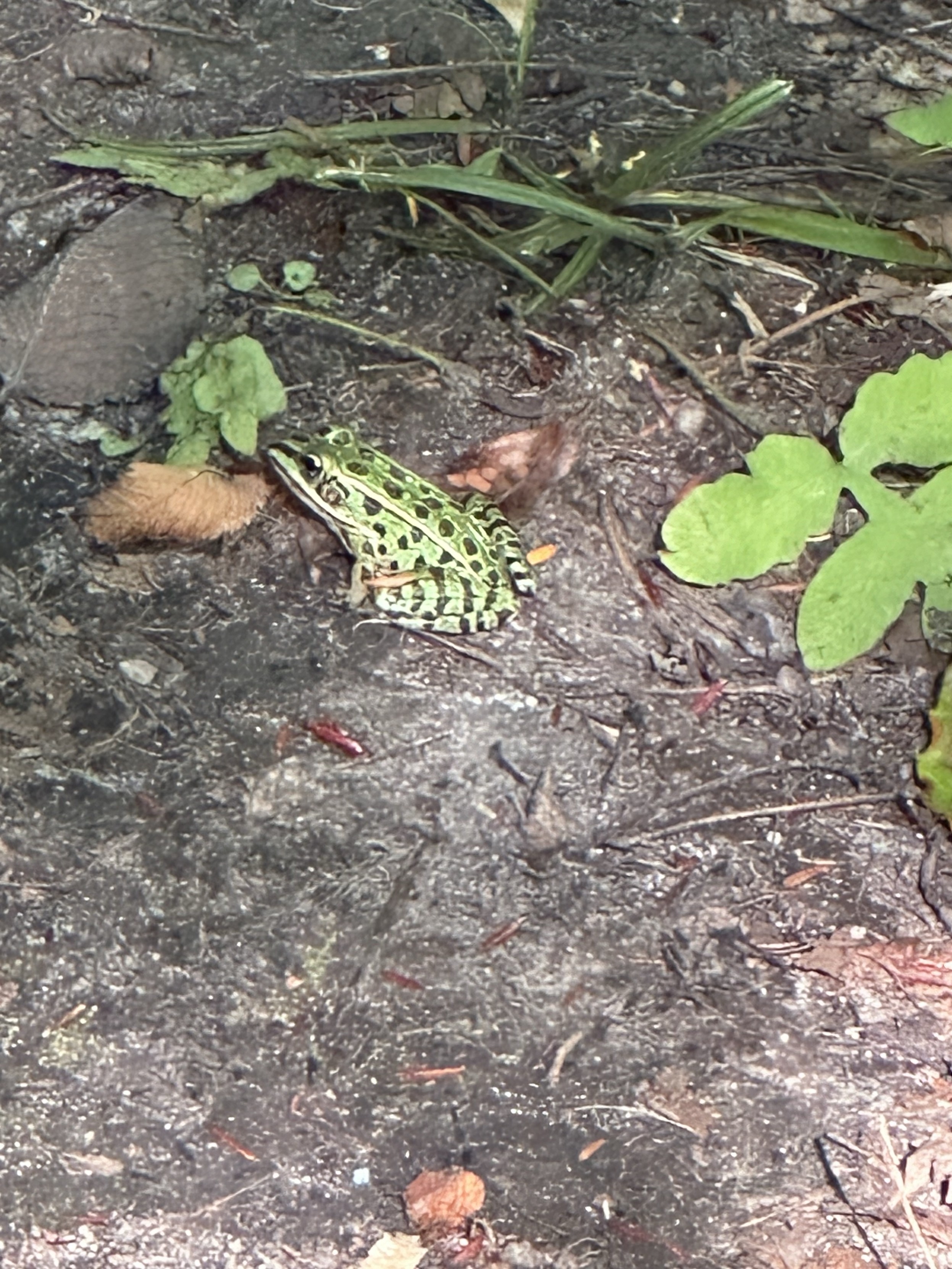 A Northern Leopard Frog on a dirt trail. A few small free plants surround it. This small frog is bright green with black spots.